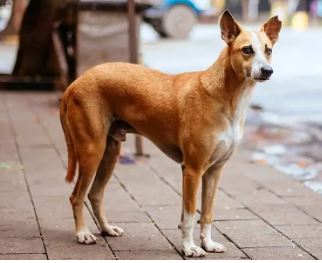মারের চোটেই \'খুন\' কুকুর! 